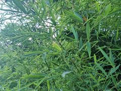 -团结湖公园