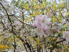-海棠花溪(元大都城垣遗址公园)