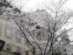 -武汉大学-樱园