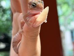 -酷以爬仙阁实体爬宠店·守宫·蜥蜴·专业繁育