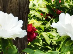 -莲花池公园