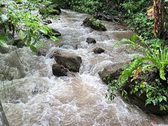 -莫里热带雨林景区