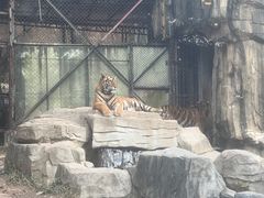 -深圳野生动物园