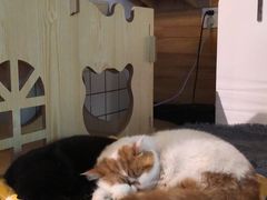 -喵屿·大理花园猫咖