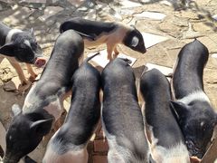 -HERRE·FARM 赫尔露营农场·团建聚会包场