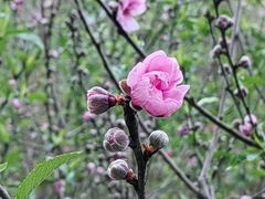 -桃花涧