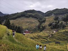 -紫鹊界梯田景区