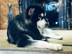 -more than meow吴止猫主题餐厅(承德 中船汇店)