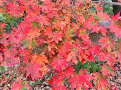 -丹东天桥沟景区