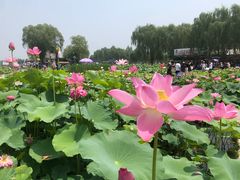 -白洋淀景区