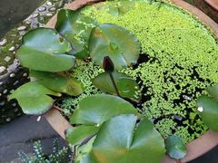 -华冠悠岚·庭院餐厅(青城后山店)