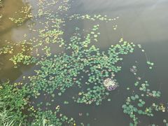 -东郊湿地公园