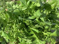 -东家小院金汤酸菜鱼(南阳路店)