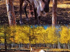 -北极村旅游风景区