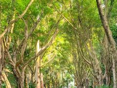 -银湖山郊野公园-相思林