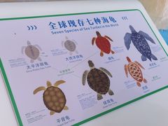 -广东惠东海龟国家级自然保护区