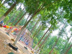 -合肥滨湖国家森林公园