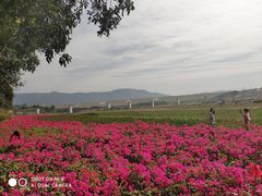-光明小镇欢乐田园