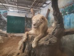 -清迈夜间动物园