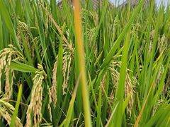 -中国天府农业博览园