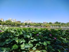 -济南大明湖景区