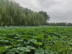 -莲花池公园