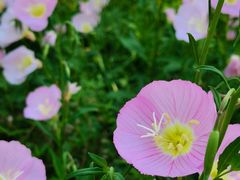 -玄武湖景区-情侣园游乐场