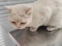 -瑞派福兴宠物医院犬猫全科·骨科·中西医结合(河东店)