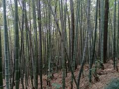 -杭州半山国家森林公园