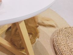 -Heymao猫咖.咖啡厅(东门店)