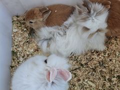 -中环花鸟鱼虫市场