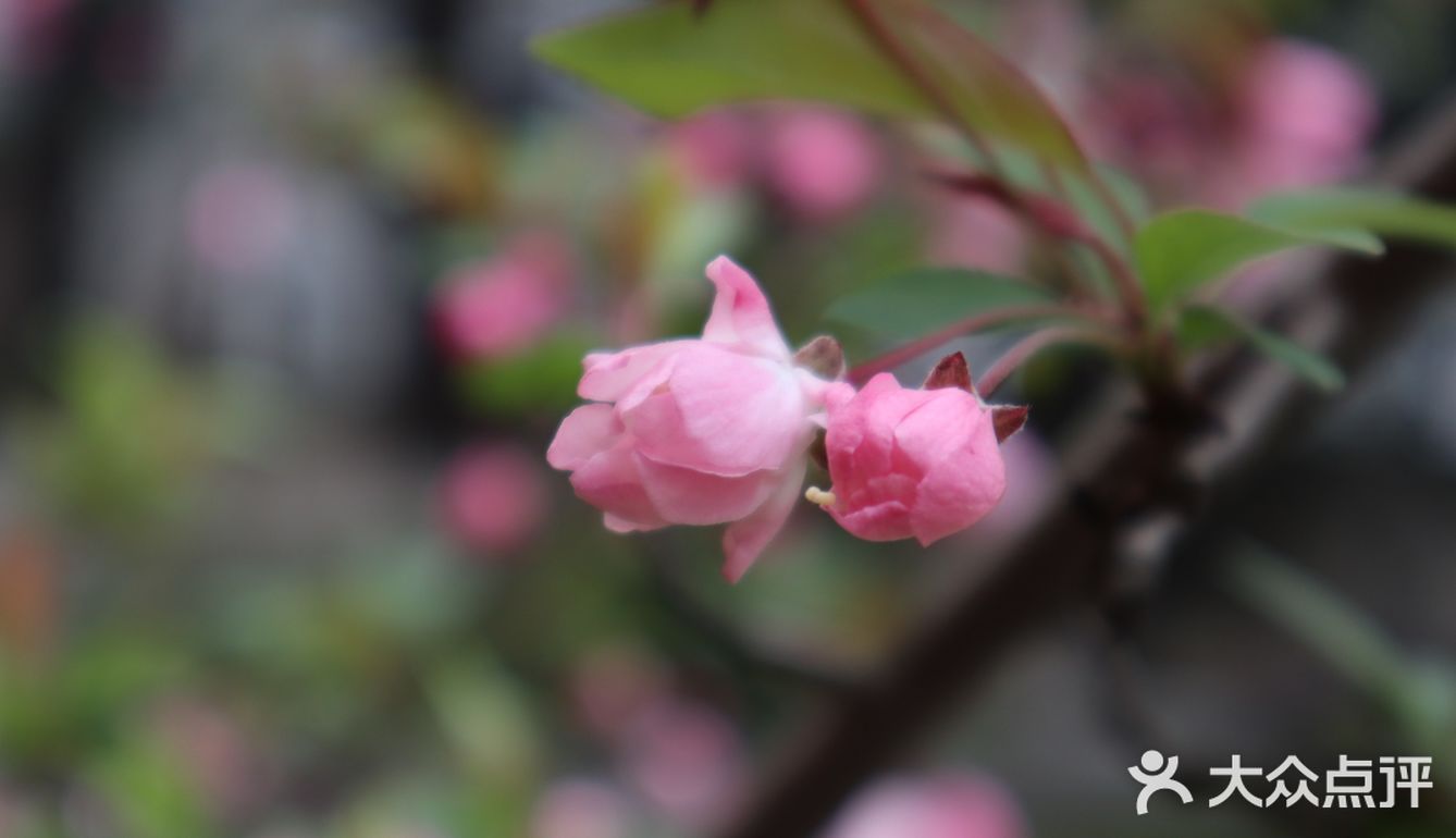 武汉踏青处｜聊赠一枝春