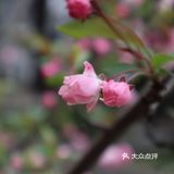 武汉踏青处｜聊赠一枝春