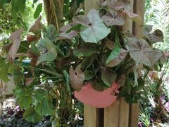-南山植物园