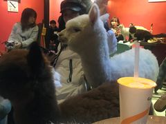 -猫色咖啡·猫咖