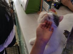 -平行世界·猫咖(首经贸店)