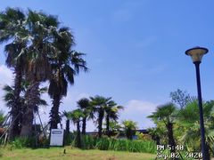 -九龙湖公园