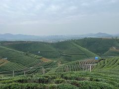 -龙坞茶村