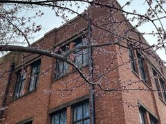 -桃花堤公园
