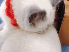 -鼓捣猫呢主题猫咖店