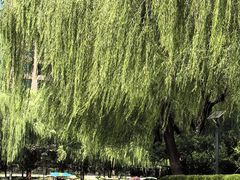 -团结湖公园