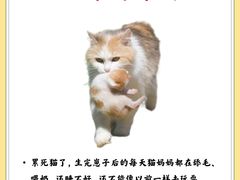 -猫十亿·布偶金渐层·曼基康矮脚猫舍(青年路店)