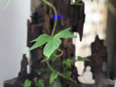 -福慧慈缘素食餐厅(王府井店)