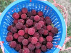 -呼吸森林·生态农庄农家乐私房菜