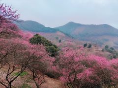 -新建村梅花