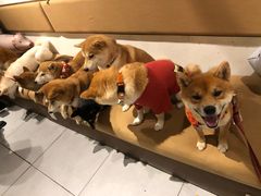 -柴务处·柴犬主题狗咖