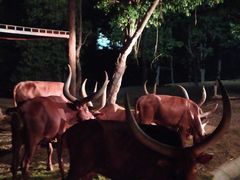 -清迈夜间动物园