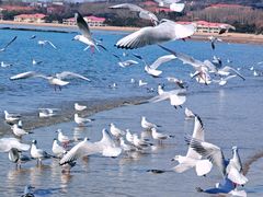 -老虎石海上公园