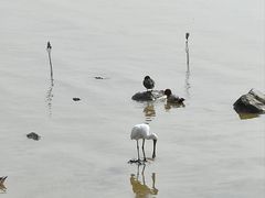 -福田红树林生态公园
