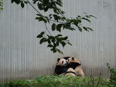 -卧龙中华大熊猫苑神树坪基地